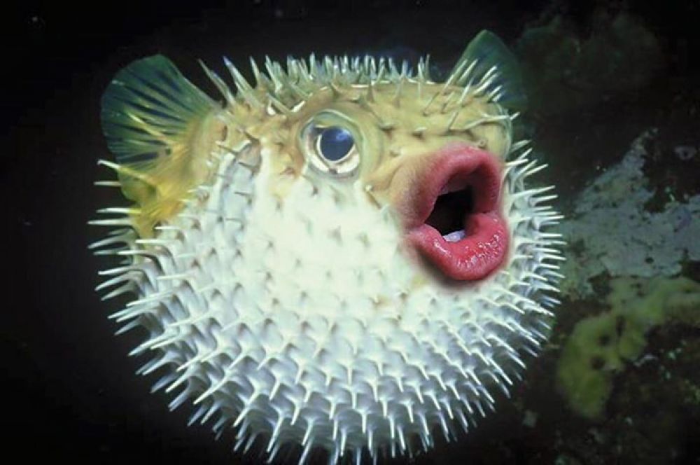 donalid trump-pufferfish2