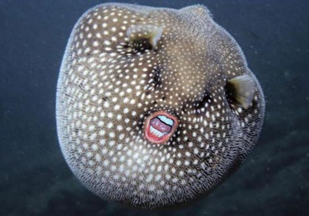 donalid trump-pufferfish3