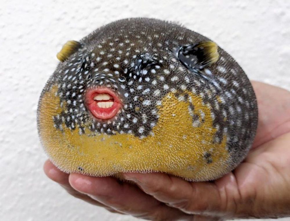 donalid trump-pufferfish4