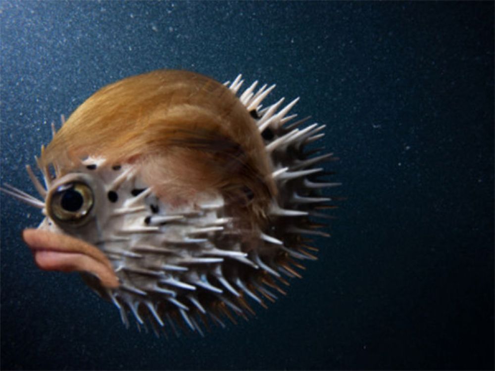 donalid trump-pufferfish5