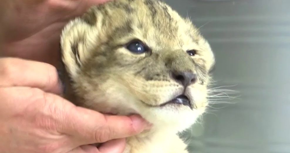 The World’s FIRST Ever Lion Cubs Born Through Artificial Insemination