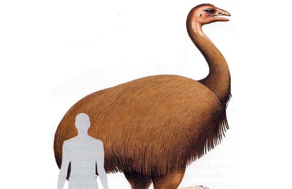 What You Should Know About The World’s Largest Bird