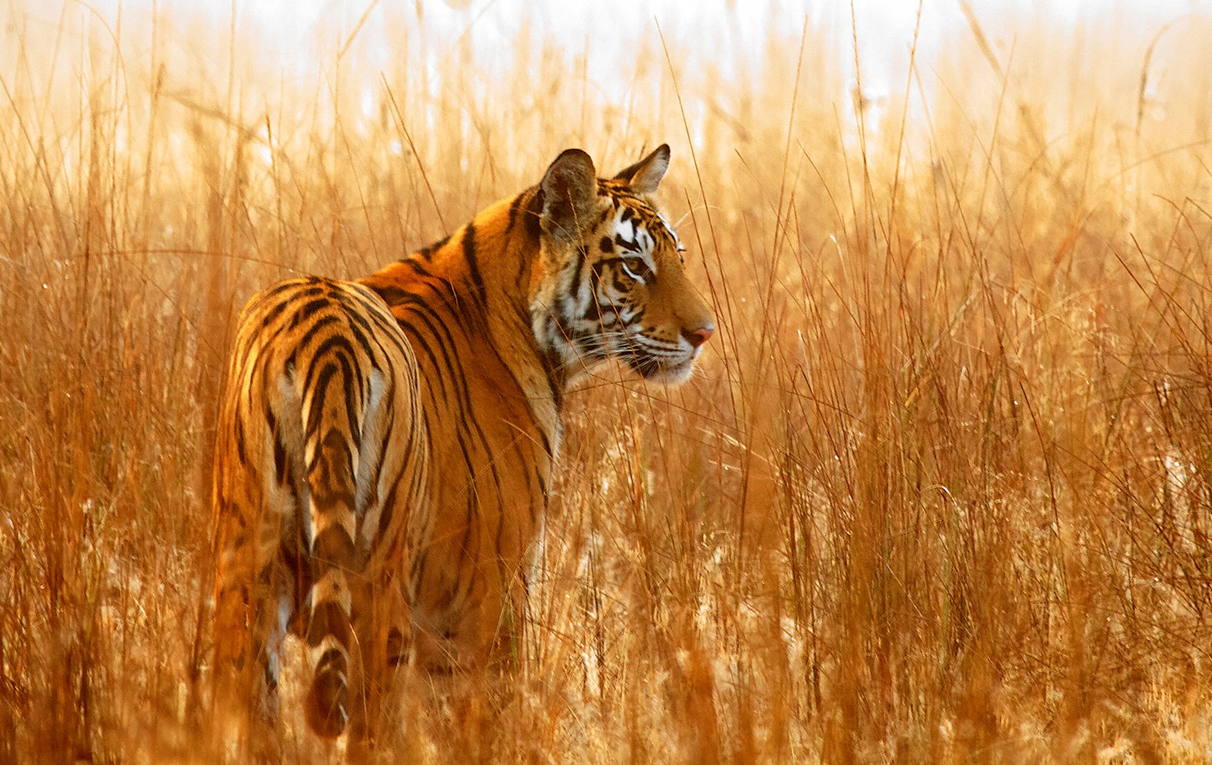 How Nepal Could Become The First Nation To Double Its Tiger Population?